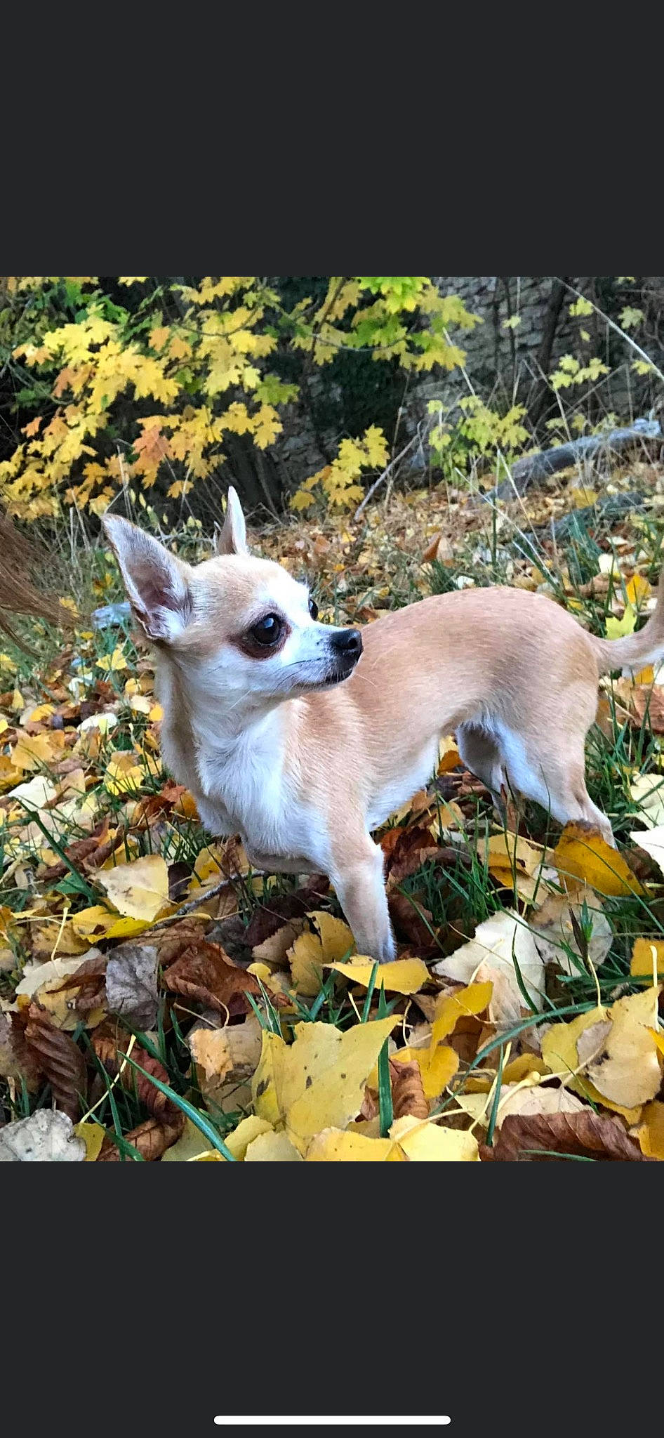 Kim a rejoint le concours — aidez-le/la à gagner de superbes lots ! canidae, carnivore, companion_dog, dog, dog_breed, fawn, grass, leaf, mammal, plant, sporting_group, tail, terrestrial_animal, toy_dog, tree, twig, vertebrate, whiskers, wildlife, working_animal