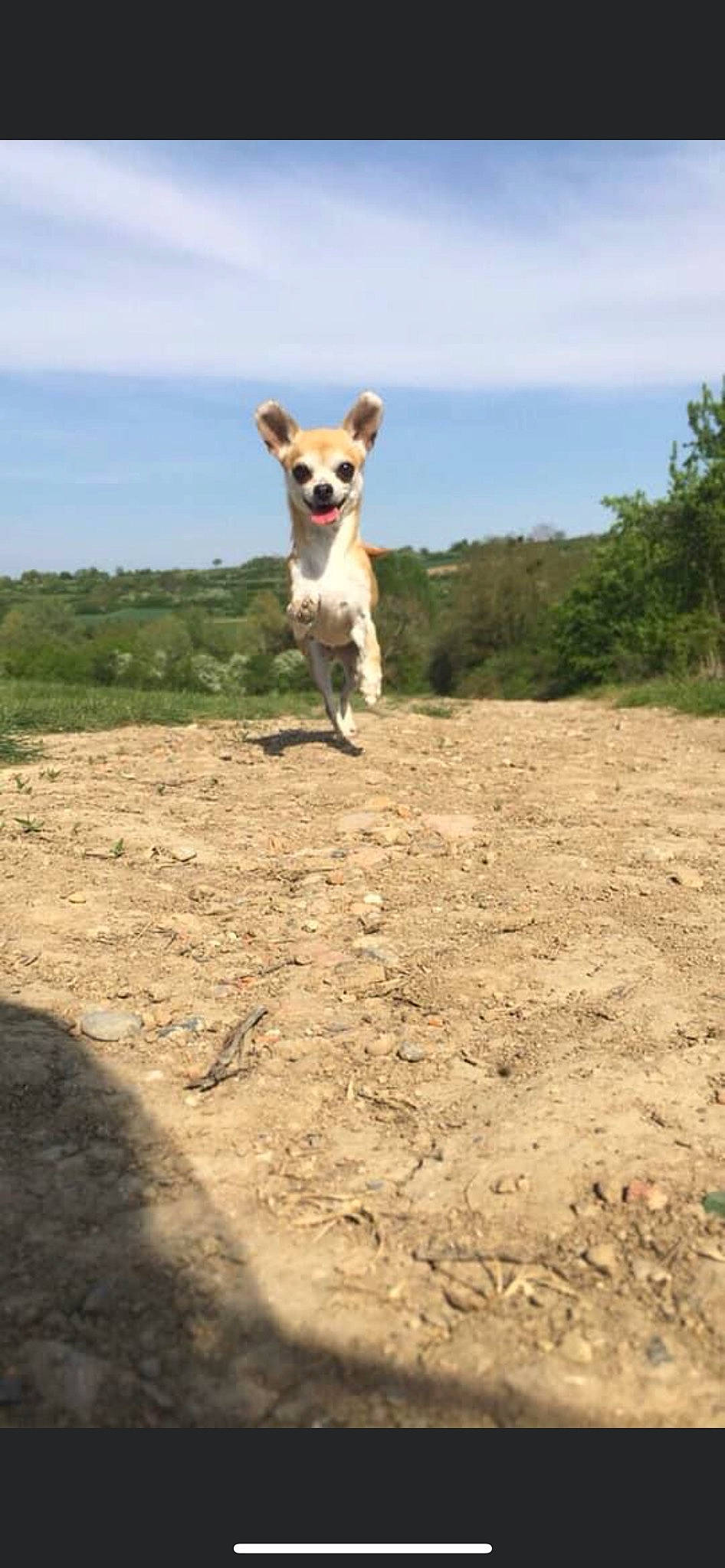 Kim participe au concours pour gagner de l'argent avec cette photo : carnivore, cloud, companion_dog, dirt_road, dog, dog_breed, fawn, grass, grassland, landscape, plant, sky, snout, soil, sporting_group, tail, terrier, tree, wildlife, working_animal