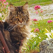 Taima participe au concours pour gagner de l'argent avec cette photo : cat, tabby, fluffy, fence, wire_fence, flowers, pink_flowers, white_flowers, green_grass, garden, outdoor, nature, animal, pet, whiskers, ears, face, fur, plant, rock