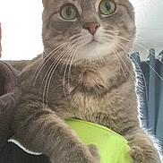 Zouille a rejoint le concours — aidez-le/la à gagner de superbes lots ! animal, cat, ceiling, close_up, curtain, cute, domestic_cat, face, fur, green_eyes, indoor, looking_up, mammal, neon_green, paws, pet, resting, soft_light, tabby_cat, whiskers