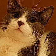 Peanut is registered to the contest to win money with this photo: cat, kitten, pet, animal, feline, white_and_brown, fluffy, whiskers, ears, eyes, nose, portrait, close_up, indoors, warm_lighting, lounging, sitting, fur, cute, curious