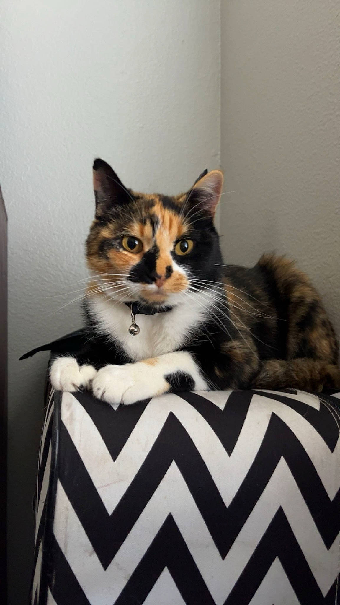 Goblin joined the competition — help win amazing prizes! box, cardboard, carnivore, cat, cat_furniture, cat_supply, comfort, domestic_short_haired_cat, felidae, fur, paw, pet_supply, rectangle, sitting, small_to_medium_sized_cats, snout, tail, whiskers