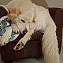 animal, architecture, armchair, building, canine, chair, couch, dog, dogbed, eskimodog, furniture, goldenretriever, hound, husky, indoors, person, pet, puppy, sleeping, whitedog