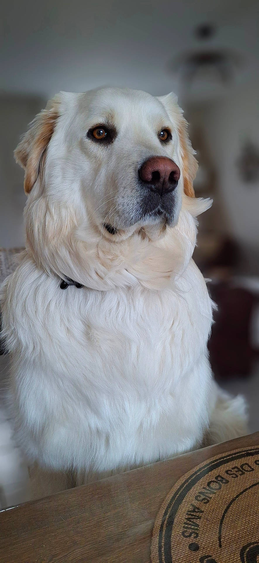 Baloo participe au concours pour gagner de l'argent avec cette photo : animal, bodypart, canine, cockerspaniel, couch, dog, eskimodog, furniture, goldenretriever, hound, husky, labradorretriever, mouth, person, pet, puppy, snout, terrier, whitedog