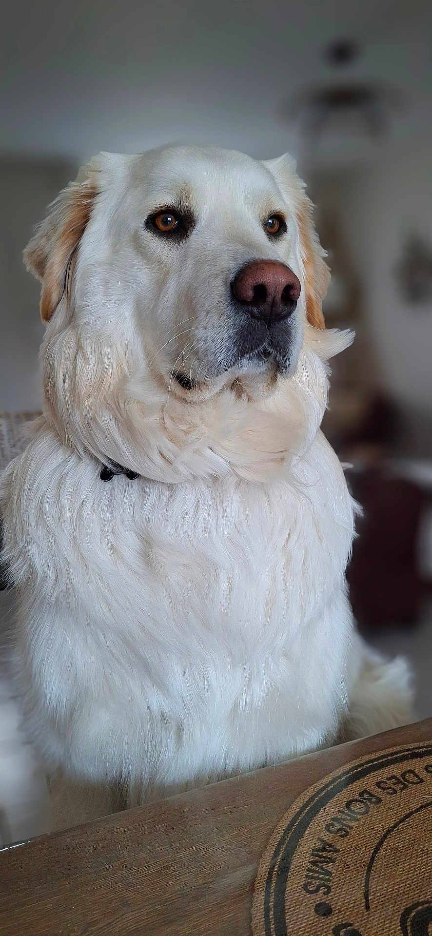 Baloo