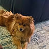 Scooter joined the competition — help win amazing prizes! dog, pomeranian, fluffy, brown, pet, indoor, carpet, leather_couch, animal, cute, fur, laying_down, looking_at_camera, domestic_animal, companion, home, relaxed, small_dog, adorable, mammal