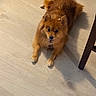 Scooter is registered to the contest to win money with this photo: dog, pet, indoor, floor, brown_fur, cute, small_dog, playful, animal, canine, looking_up, ears, collar, bow, furry, domestic_animal, happy, companion, laying_down, wooden_floor