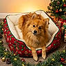 dog, pomeranian, pet_bed, christmas, holiday_decor, pine_cones, christmas_tree, wrapped_presents, lights, festive, indoor, wooden_floor, red, green, cute, fluffy, small_dog, decorations, cozy, animal