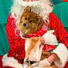 dog, santa_claus, christmas, holiday, festive, red_clothing, white_gloves, glasses, costume, fur, pet, portrait, indoor, cute, decoration, smiling, warm, celebration, animal, holding