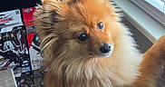 Scooter joined the competition — help win amazing prizes! dog, pomeranian, fluffy, window, blinds, indoor, gundam, model_kits, toy_boxes, curious, pet, furry, brown, golden, natural_light, house, sitting, closeup, cute, animal