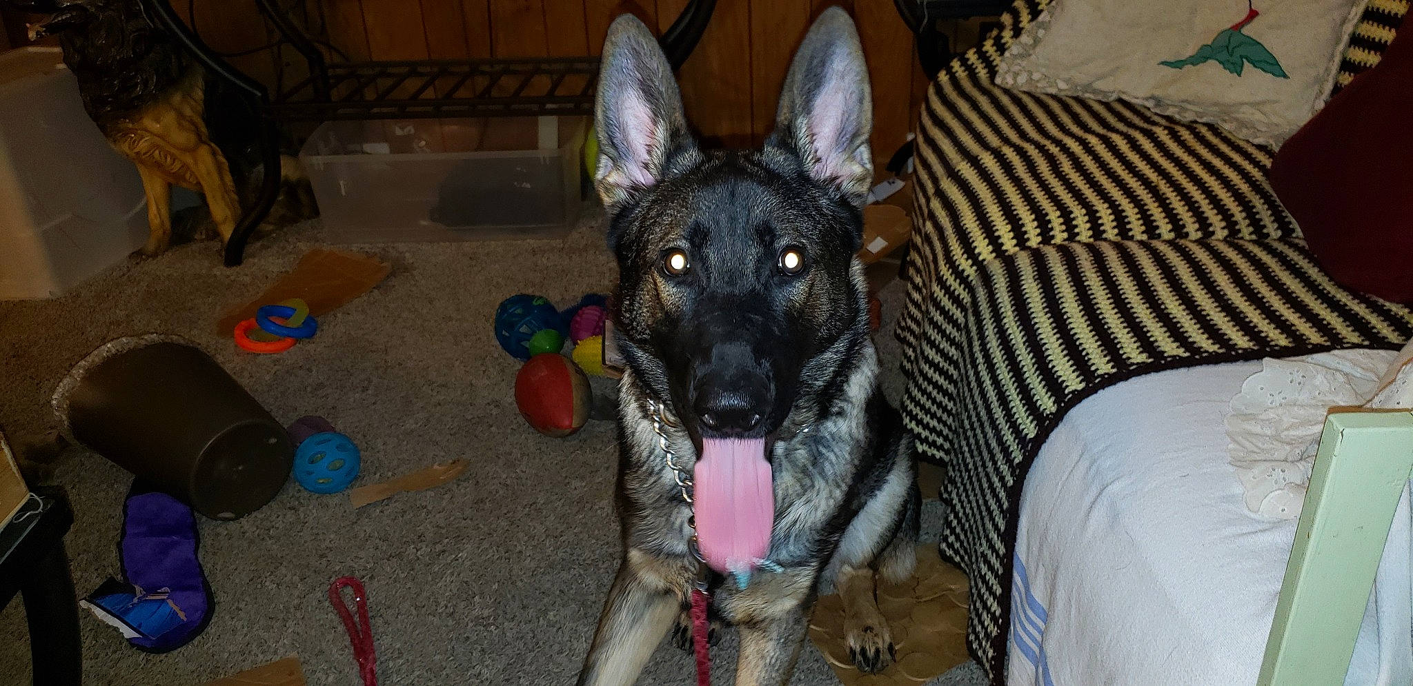 Koda Bear is registered to the contest to win money with this photo: canidae, carnivore, couch, dog, dog_breed, german_shepherd_dog, guard_dog, herding_dog, jaw, king_shepherd, linens, pet_supply, police_dog, snout, sporting_group, tongue, tooth, vertebrate, working_animal, working_dog