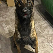Ulvar participe au concours pour gagner de l'argent avec cette photo : alert, animal, belgian_malinois, black, brown, canine, companion, curious, dog, ears, floor, furniture, household, indoor, looking_up, pet, shadow, sitting, tile, tongue