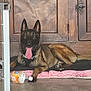 animal, belgian_malinois, canine, collar, dog, dog_bed, domestic, ears, floor, fur, happy, indoor, laying_down, paw, pet, plastic_bottle, relaxed, shoes, tongue_out, wooden_cabinet