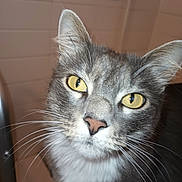 Luna joined the competition — help win amazing prizes! animal, bathroom, cat, close_up, curious, domestic_cat, ear, face, feline, fur, gray_fur, indoor, muzzle, nose, pet, portrait, tile_wall, whiskers, white_fur, yellow_eyes