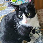 Réglisse participe au concours pour gagner de l'argent avec cette photo : cat, black_and_white, pet, animal, whiskers, tablecloth, indoor, fur, green_eyes, curious, closeup, sitting, domestic_cat, cute, feline, table, patterned, household, blurred, pink_nose