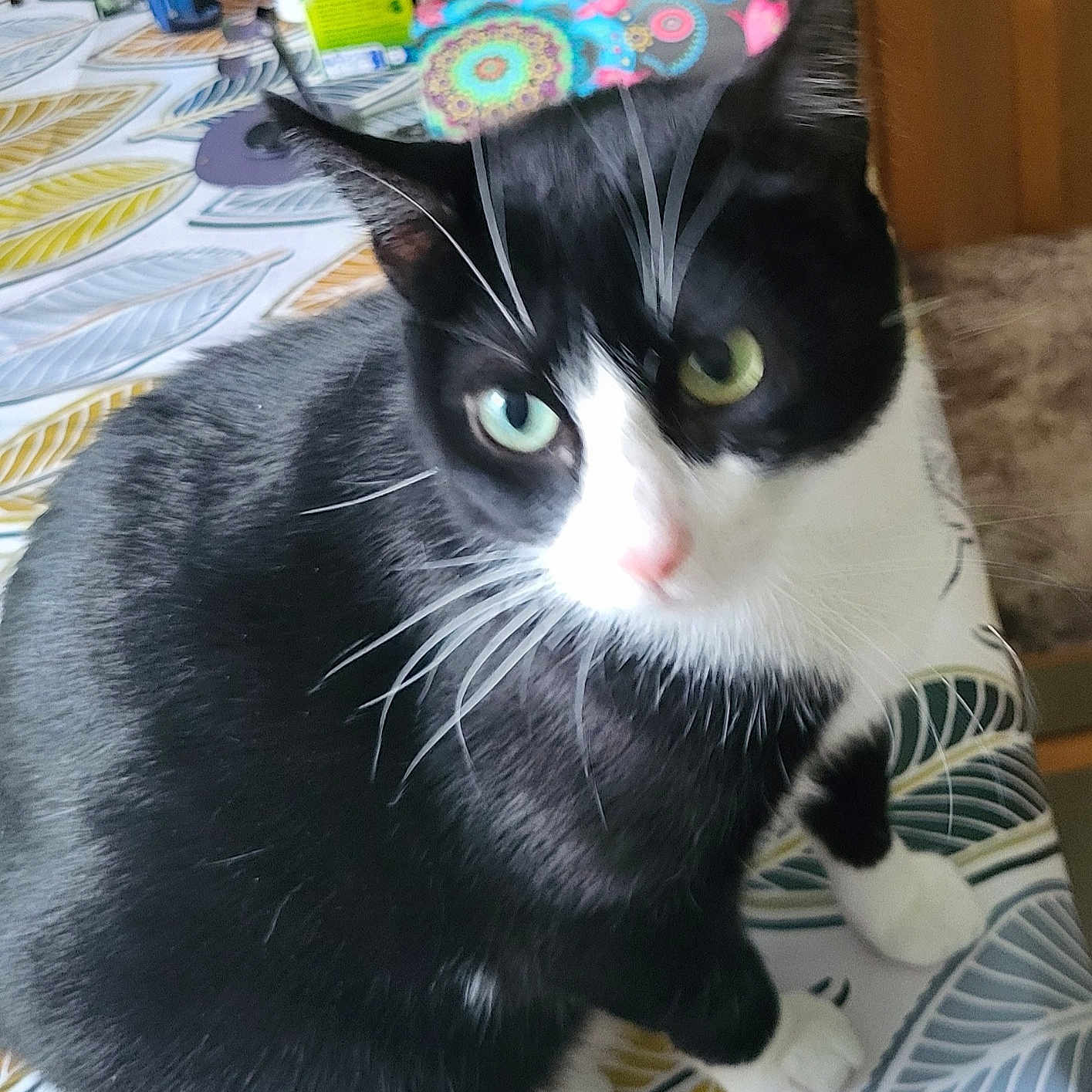 Réglisse participe au concours pour gagner de l'argent avec cette photo : animal, black_and_white, blurred, cat, closeup, curious, cute, domestic_cat, feline, fur, green_eyes, household, indoor, patterned, pet, pink_nose, sitting, table, tablecloth, whiskers