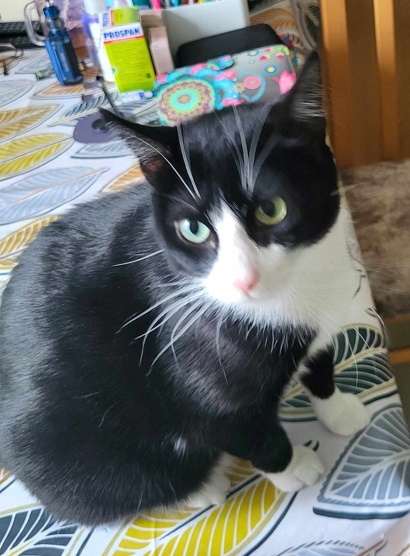 Réglisse participe au concours pour gagner de l'argent avec cette photo : cat, black_and_white, pet, animal, whiskers, tablecloth, indoor, fur, green_eyes, curious, closeup, sitting, domestic_cat, cute, feline, table, patterned, household, blurred, pink_nose