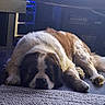 animal, brown_and_white, dog, ears, face, floor, fluffy, home, indoors, large_dog, lying_down, nose, paws, pet, portrait, relaxed, resting, rug, saint_bernard, sleeping
