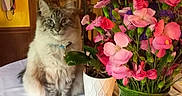 Mufassa joined the competition — help win amazing prizes! blue_eyes, candle, cat, cozy, decor, flower_vase, flowers, fluffy_cat, fur, furniture, green_vase, home, indoor, pet, pink_flowers, plant_pot, purple_flowers, still_life, table, tablecloth