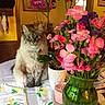 blue_eyes, candle, cat, cozy, decor, flower_vase, flowers, fluffy_cat, fur, furniture, green_vase, home, indoor, pet, pink_flowers, plant_pot, purple_flowers, still_life, table, tablecloth