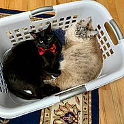 Mufassa joined the competition — help win amazing prizes! animals, black_cat, bow_tie, cat, companion, cozy, curious, cute, domestic_cat, floor, fluffy_cat, household, indoor, laundry_basket, looking_up, pets, resting, rug, two_cats, wooden_floor