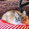 Mufassa joined the competition — help win amazing prizes! animal, blue_eyes, cat, cozy, cute, domestic_cat, fluffy, furniture_leg, green_metal, home, indoor, patterned_rug, pet, red, relaxed, resting, rug, soft_fur, striped_cushion, white