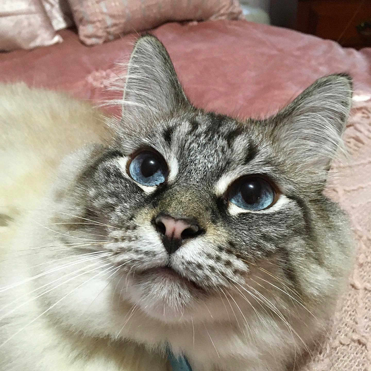 Mufassa