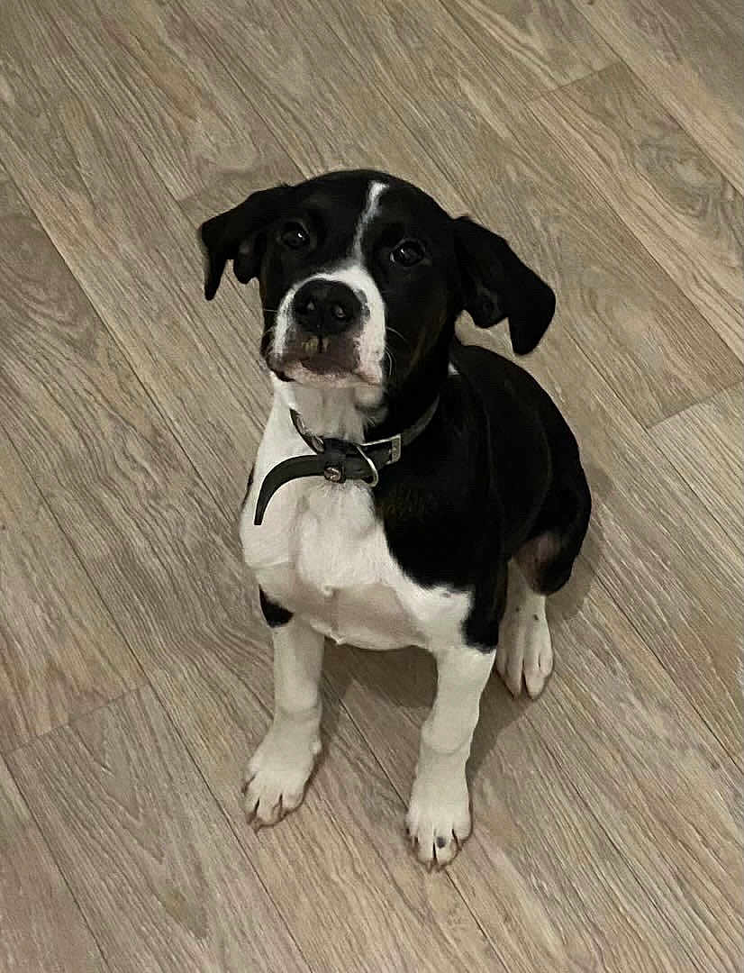Bella