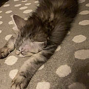 Ruben a rejoint le concours — aidez-le/la à gagner de superbes lots ! adorable, animal, blanket, cat, cozy, cute, feline, fur, indoor, kitten, mammal, paw, pet, polka_dot, relaxing, resting, sleeping, soft, whiskers, young