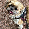 Meiki participe au concours pour gagner de l'argent avec cette photo : dog, small_dog, shih_tzu, fluffy, shaggy, happy, tongue_out, looking_up, outdoor, walk, leash, harness, pet, companion_animal, rocky_ground, gravel, brown_and_white, black_and_white, portrait, playful