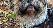 Meiki participe au concours pour gagner de l'argent avec cette photo : dog, small_dog, shih_tzu, scruffy, fluffy, beard, muzzle, black_nose, brown_fur, white_fur, facial_hair, outdoor, forest, woodland, leaves, ground, harness, pet, portrait, close_up