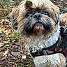 dog, small_dog, shih_tzu, scruffy, fluffy, beard, muzzle, black_nose, brown_fur, white_fur, facial_hair, outdoor, forest, woodland, leaves, ground, harness, pet, portrait, close_up