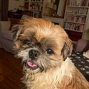 Meiki participe au concours pour gagner de l'argent avec cette photo : dog, small_dog, fluffy, shih_tzu, tan_fur, white_fur, brown_fur, tongue_out, happy, portrait, close_up, pet, indoors, living_room, bookshelf, books, mirror, furniture, cozy, animal