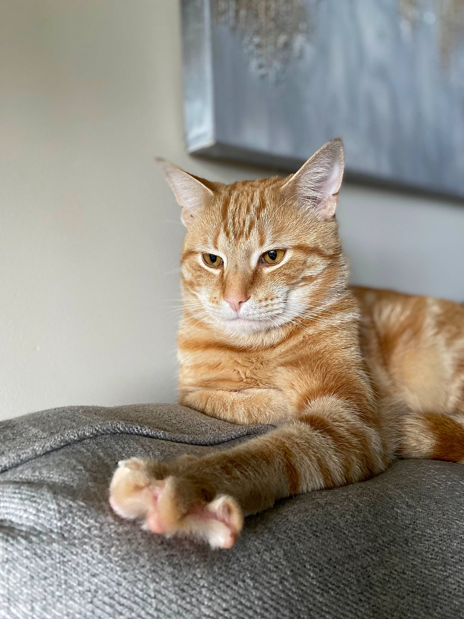 Huey is registered to the contest to win money with this photo: carnivore, cat, cat_supply, claw, comfort, domestic_short_haired_cat, fawn, felidae, fur, paw, sitting, small_to_medium_sized_cats, snout, tail, terrestrial_animal, tree, whiskers, wildlife, window, wood