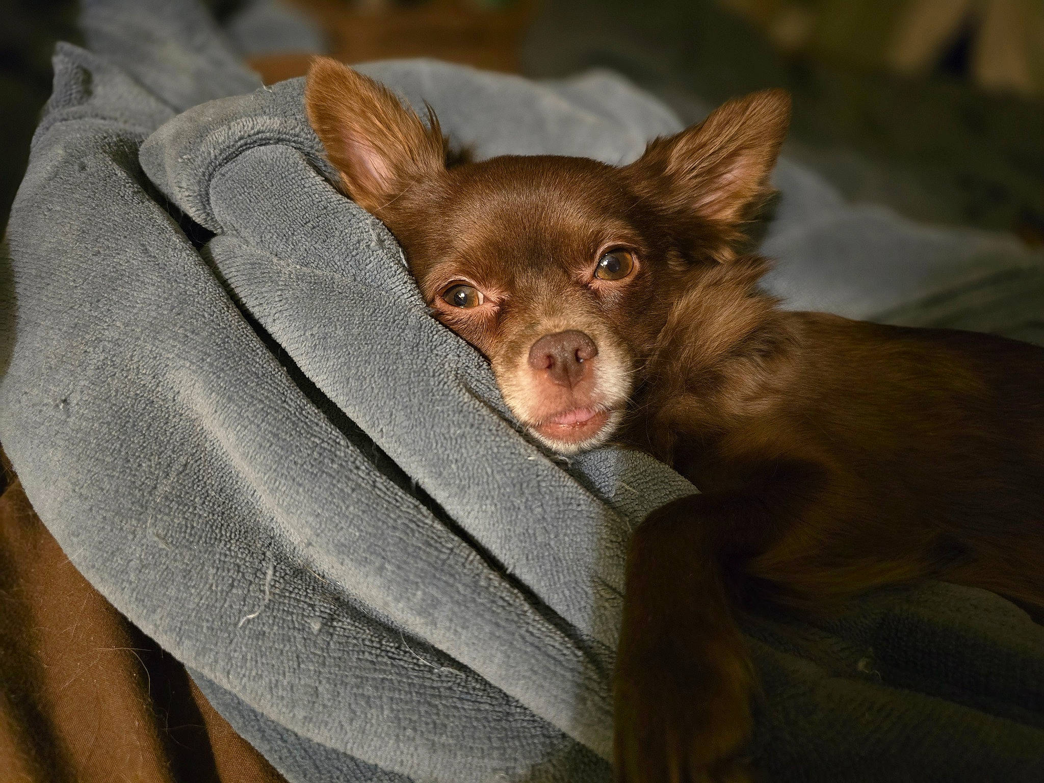 Kesha participe au concours pour gagner de l'argent avec cette photo : brown, canidae, carnivore, chihuahua, comfort, companion_dog, dog, dog_breed, ear, eye, fawn, fur, liver, snout, sporting_group, terrestrial_animal, terrestrial_plant, toy_dog, whiskers, working_animal