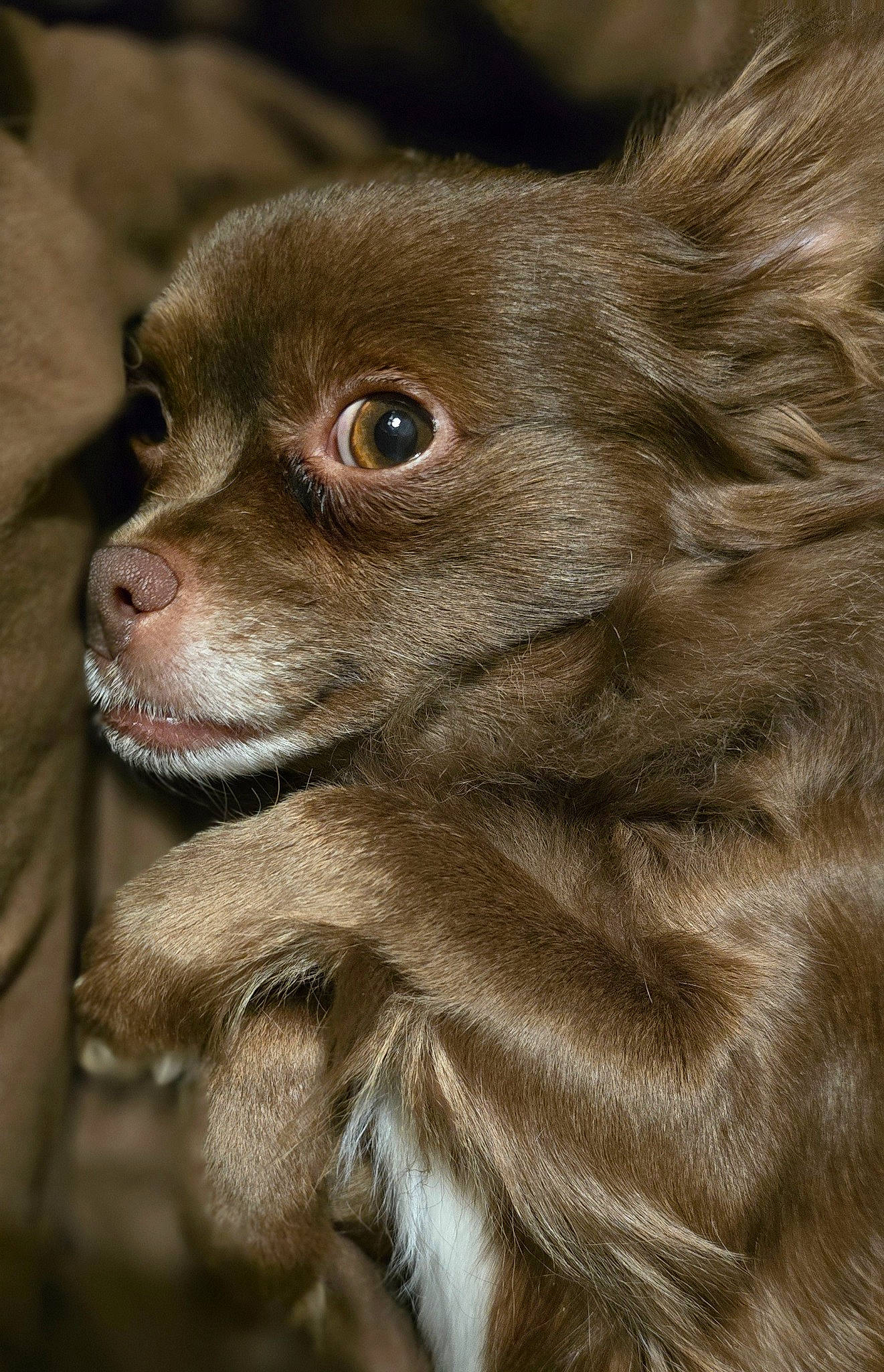 Kesha a rejoint le concours — aidez-le/la à gagner de superbes lots ! canidae, carnivore, claw, close_up, companion_dog, dog_breed, eye, eyelash, fawn, fur, liver, paw, puppy, snout, sporting_group, terrestrial_animal, whiskers, wildlife, working_animal