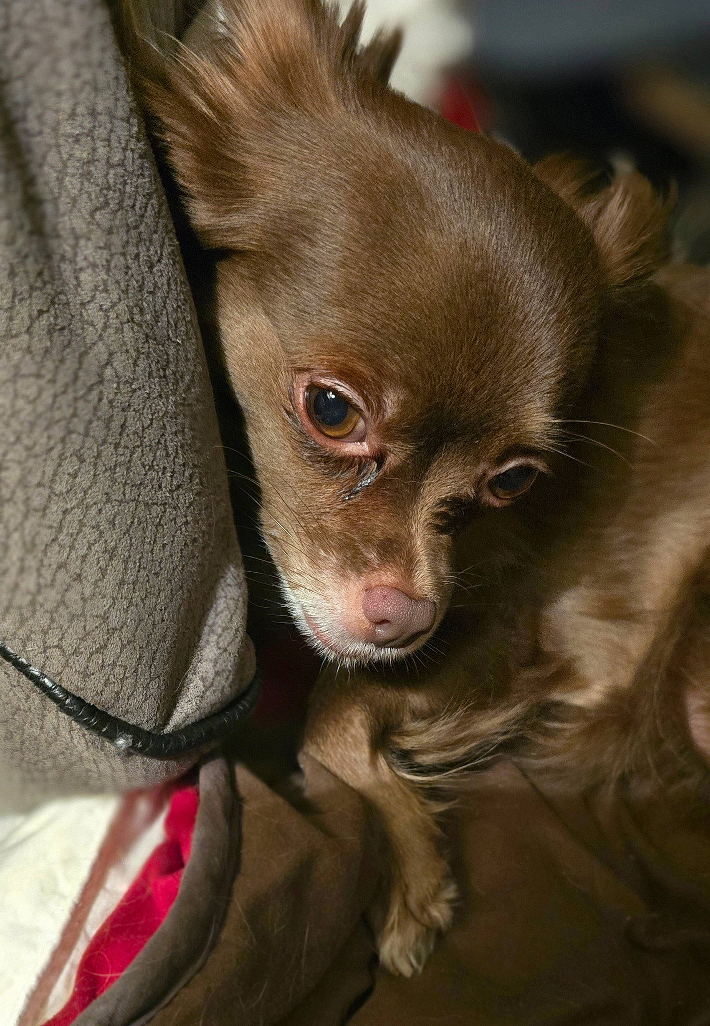 Kesha participe au concours pour gagner de l'argent avec cette photo : brown, canidae, carnivore, chihuahua, close_up, companion_dog, dog, dog_breed, ear, fawn, fur, liver, russkiy_toy, snout, sporting_group, terrestrial_animal, terrestrial_plant, toy_dog, whiskers, working_animal