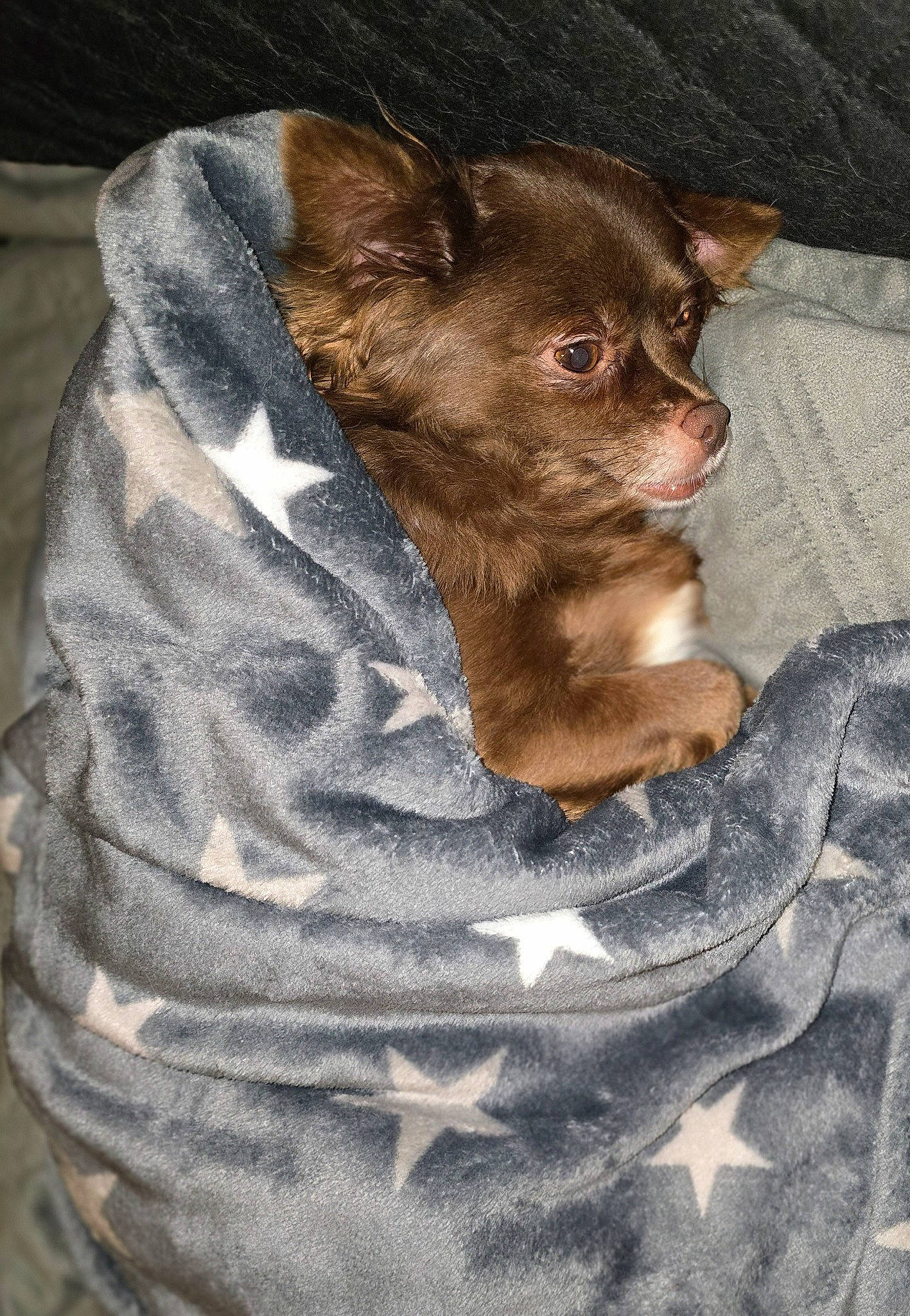 Kesha participe au concours pour gagner de l'argent avec cette photo : brown, canidae, carnivore, chihuahua, companion_dog, dog, dog_breed, dog_supply, fawn, fur, grey, liver, pattern, sleeve, snout, sporting_group, terrestrial_animal, toy_dog, whiskers, working_animal