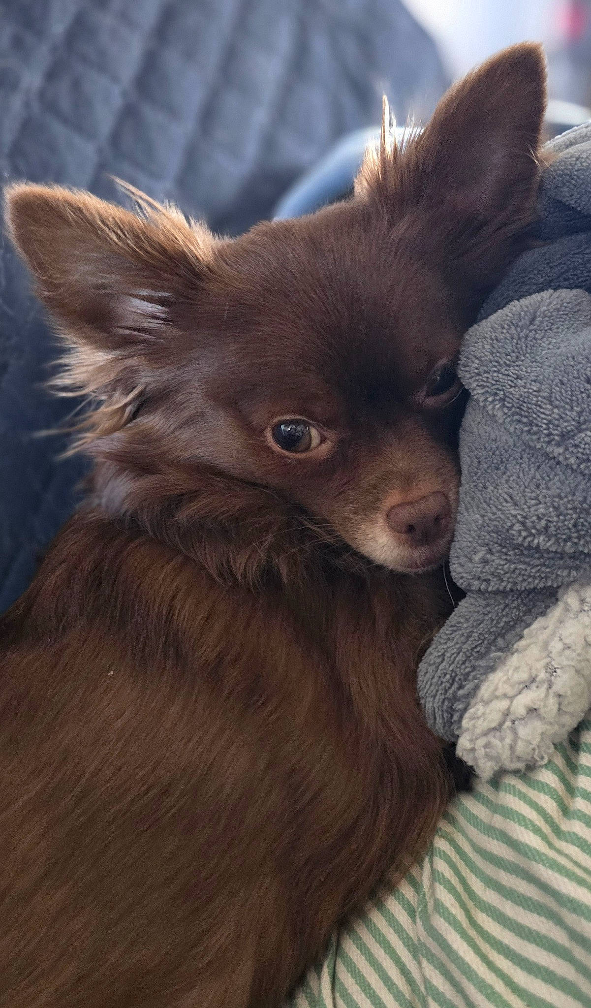 Kesha a rejoint le concours — aidez-le/la à gagner de superbes lots ! canidae, carnivore, companion_dog, corgi_chihuahua, dog, dog_breed, dog_supply, ear, fawn, fur, liver, non_sporting_group, snout, sporting_group, terrestrial_animal, toy_dog, volpino_italiano, whiskers, working_animal