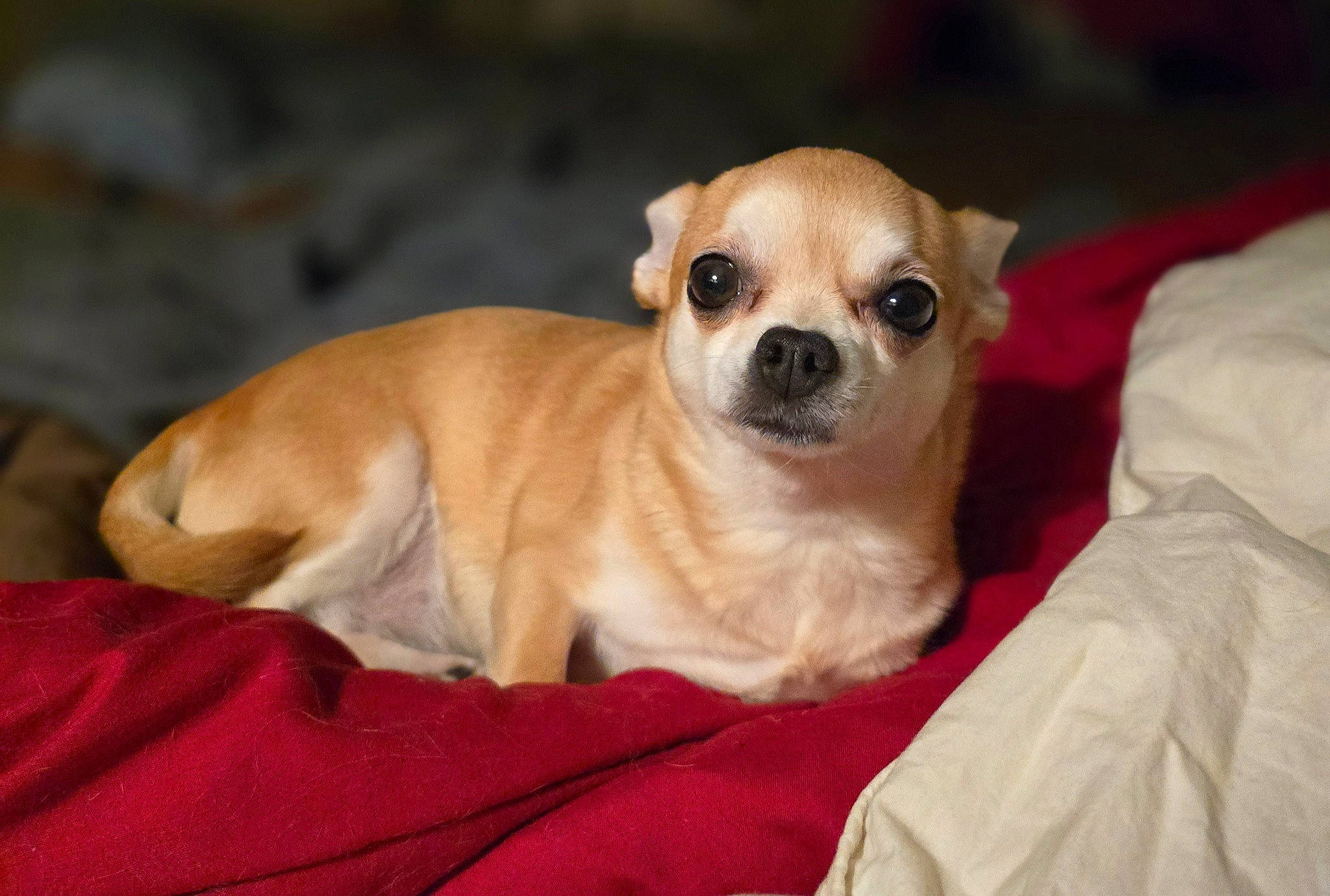 Isis participe au concours pour gagner de l'argent avec cette photo : canidae, carnivore, comfort, companion_dog, corgi_chihuahua, dog, dog_breed, fawn, fur, non_sporting_group, paw, puppy, sporting_group, terrestrial_animal, toy_dog, whiskers, working_animal, wrinkle