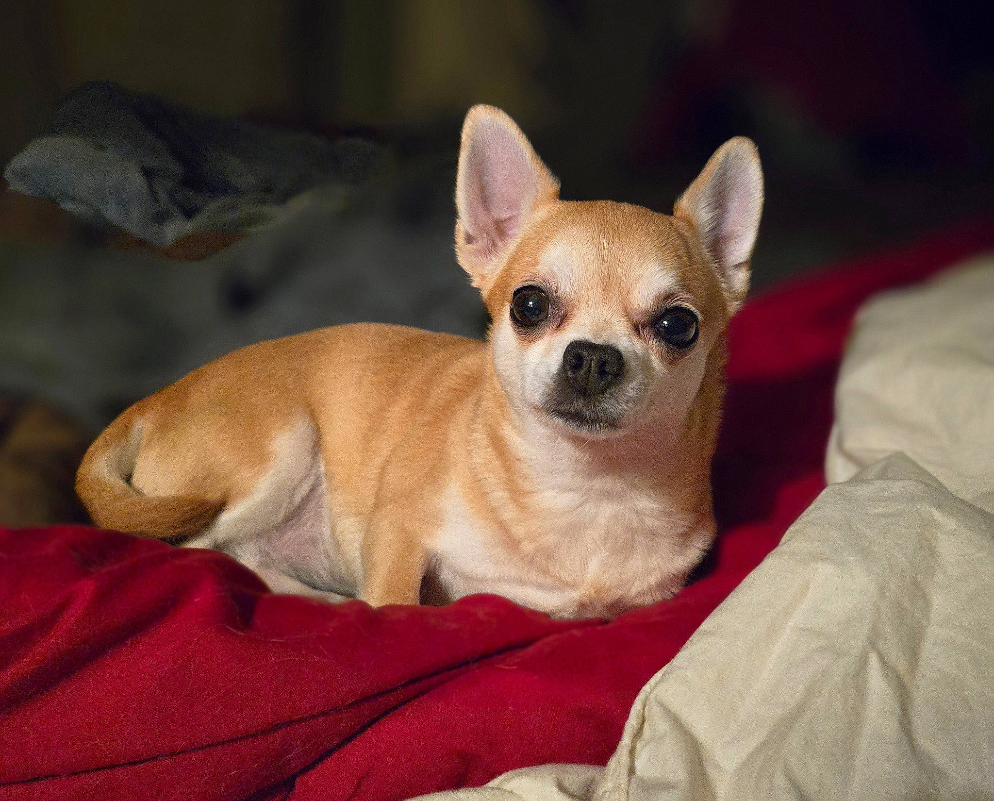 Isis a rejoint le concours — aidez-le/la à gagner de superbes lots ! canidae, carnivore, chihuahua, comfort, companion_dog, corgi_chihuahua, dog, dog_breed, dog_supply, fawn, fur, non_sporting_group, puppy, snout, sporting_group, terrestrial_animal, toy_dog, vertebrate, whiskers, working_animal