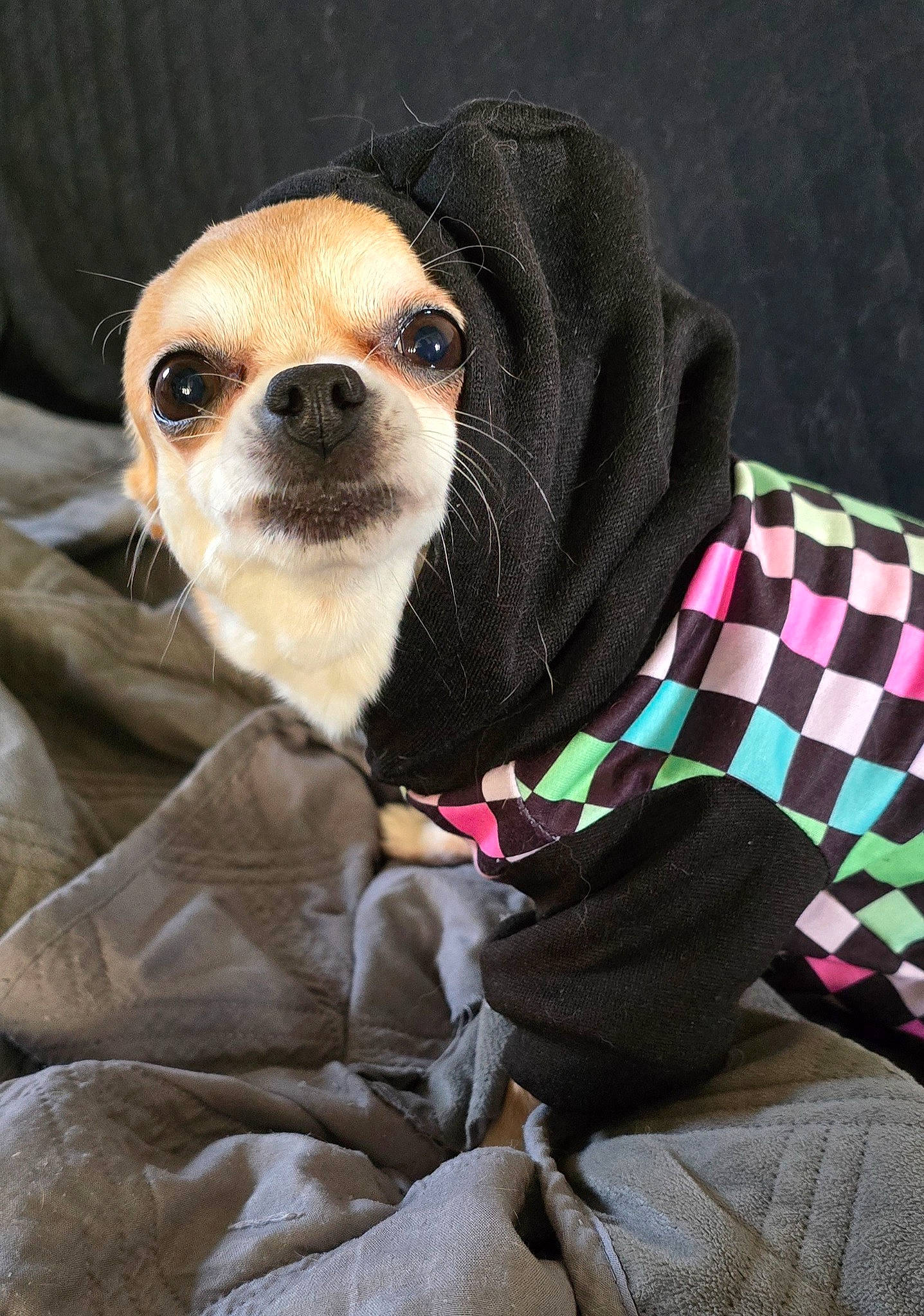 Isis a rejoint le concours — aidez-le/la à gagner de superbes lots ! canidae, carnivore, collar, comfort, companion_dog, dog, dog_breed, eyewear, fawn, fur, pattern, plaid, sleeve, snout, sporting_group, sunglasses, tartan, terrestrial_animal, toy_dog, whiskers