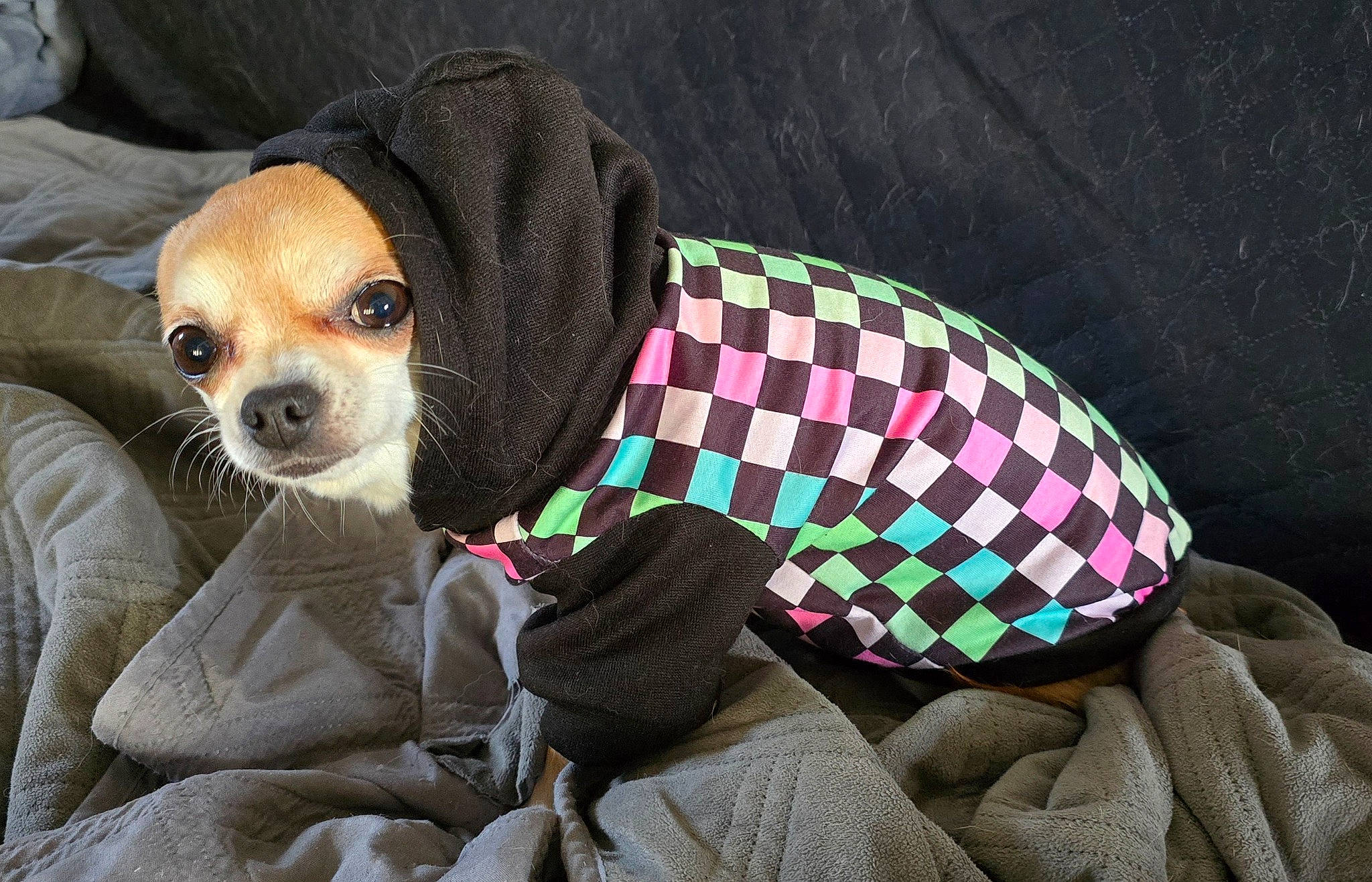 Isis participe au concours pour gagner de l'argent avec cette photo : carnivore, chihuahua, comfort, companion_dog, dog, dog_breed, dog_clothes, dog_supply, fashion_accessory, fawn, fur, linens, pattern, plaid, sleeve, sunglasses, tartan, toy_dog, whiskers, woolen