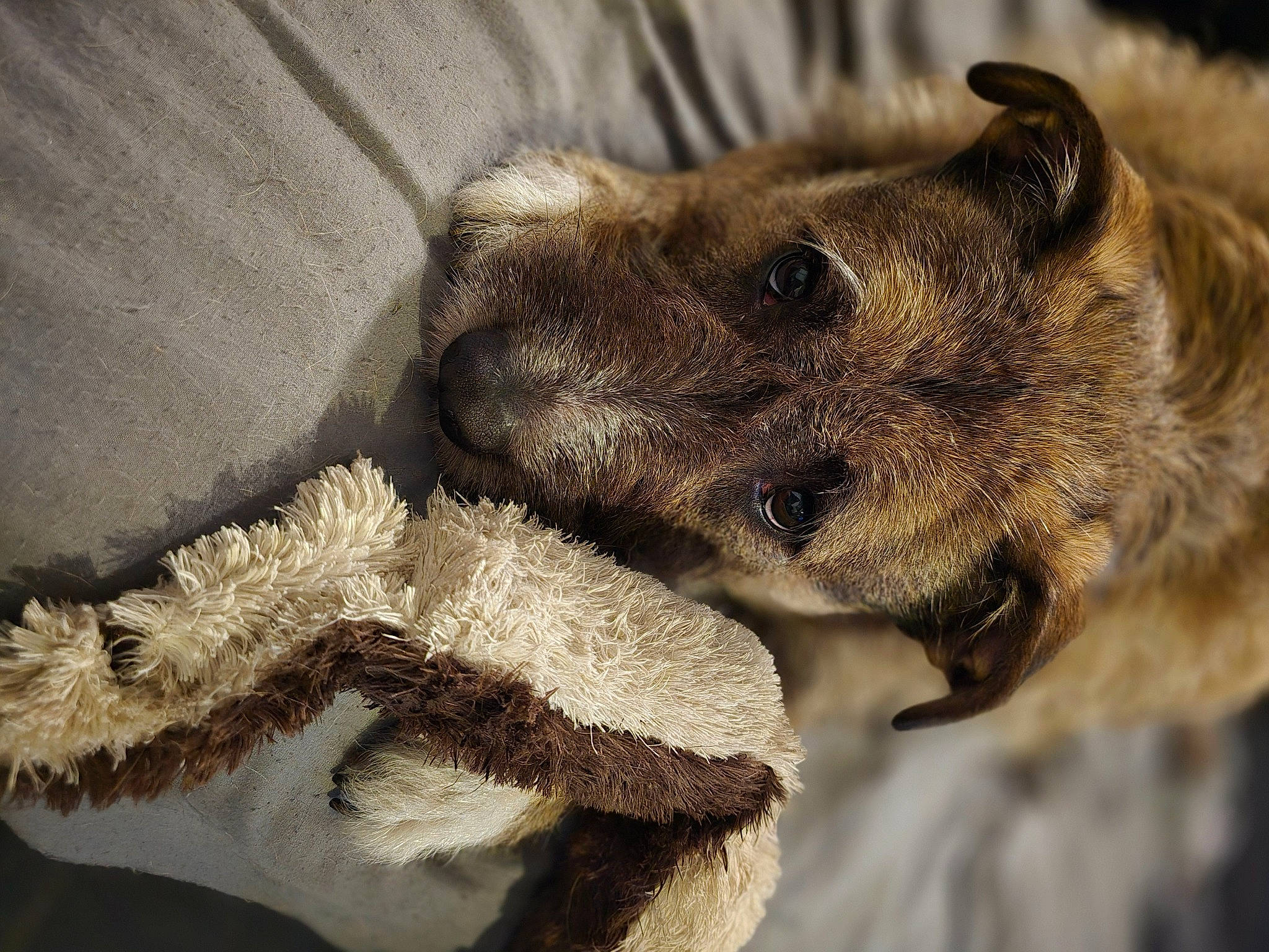 Nala participe au concours pour gagner de l'argent avec cette photo : carnivore, claw, comfort, dog, fur, natural_material, paw, snout, terrestrial_animal, whiskers
