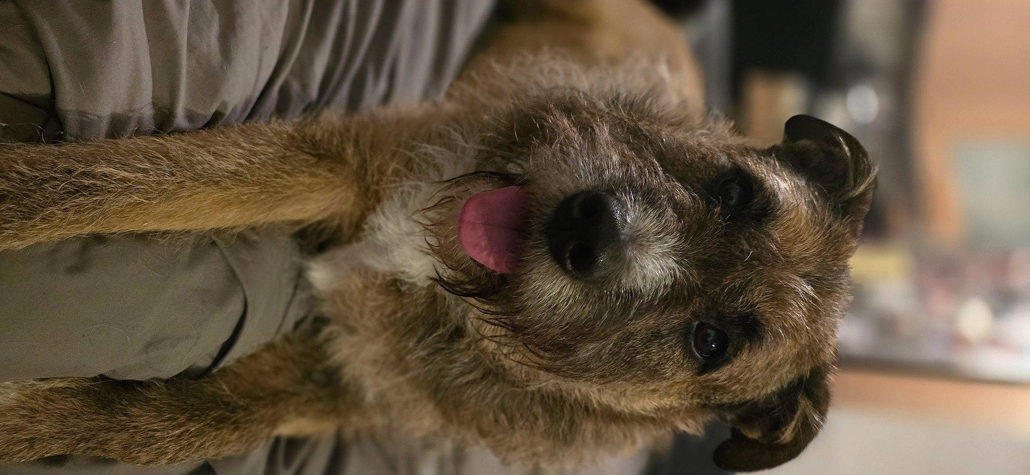 Nala a rejoint le concours — aidez-le/la à gagner de superbes lots ! canidae, carnivore, claw, companion_dog, dog_breed, domestic_short_haired_cat, ear, eye, fawn, felidae, fur, head, marsupial, paw, primate, small_to_medium_sized_cats, snout, sporting_group, terrestrial_animal, whiskers