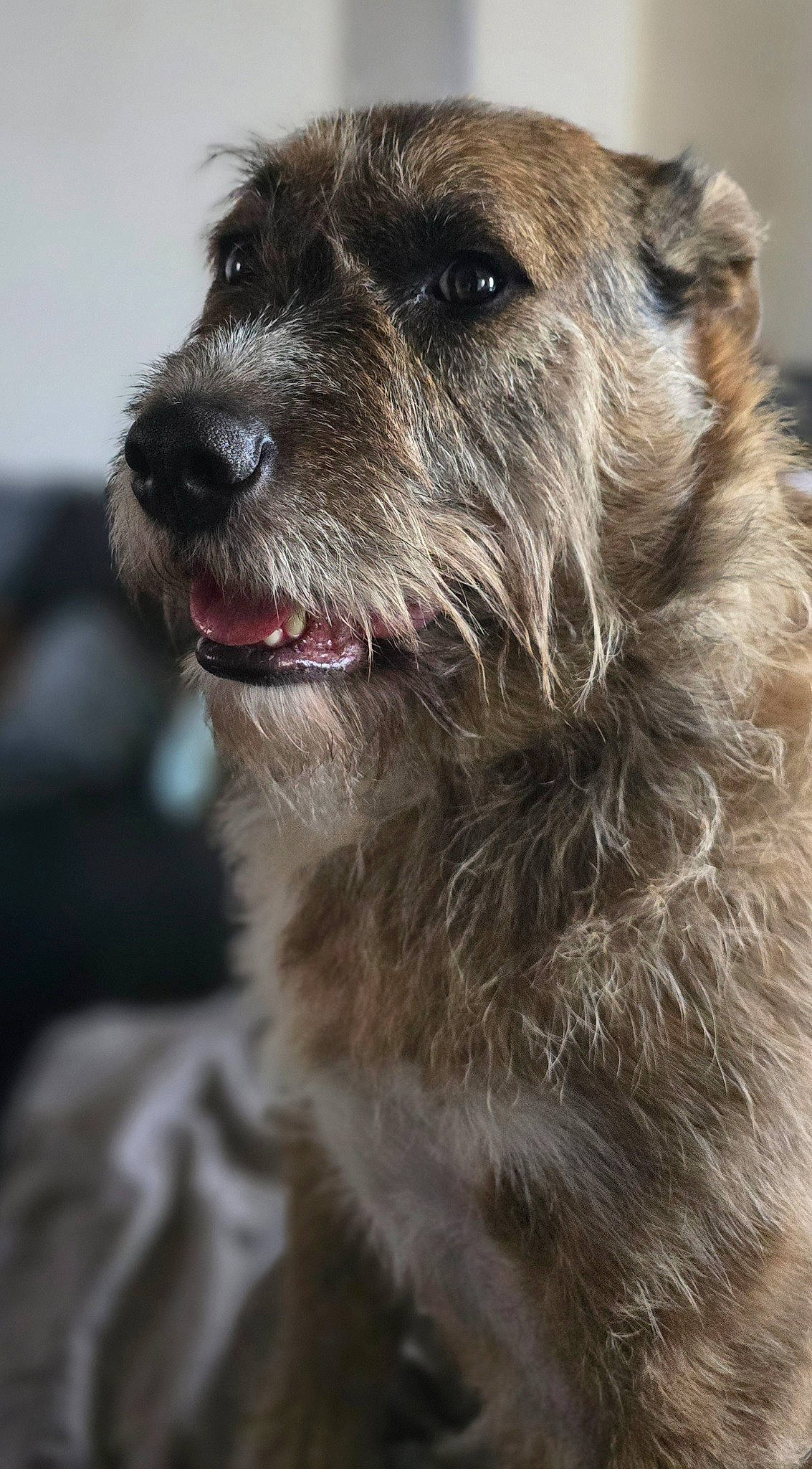 Nala participe au concours pour gagner de l'argent avec cette photo : ancient_dog_breeds, canidae, carnivore, collar, companion_dog, dog, dog_breed, dog_collar, eye, fur, small_terrier, snout, sporting_group, terrestrial_animal, terrier, working_animal