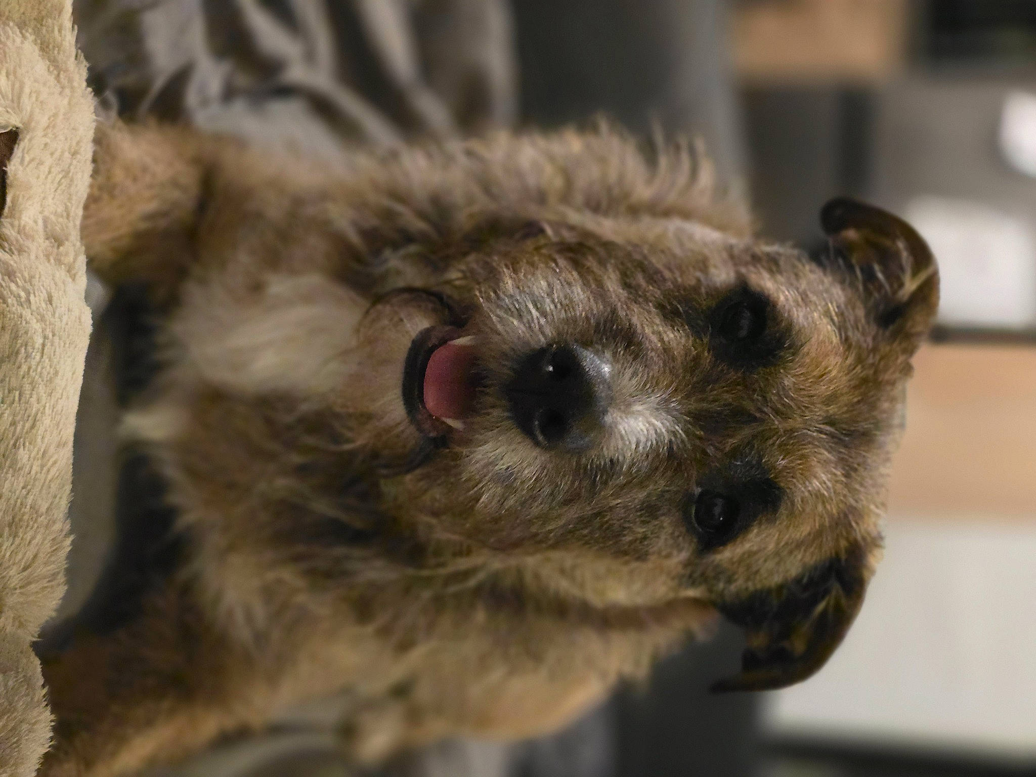 Nala a rejoint le concours — aidez-le/la à gagner de superbes lots ! carnivore, claw, fawn, fur, marsupial, meerkat, mongoose, mustelidae, mustelinae, otter, primate, procyon, procyonidae, tail, terrestrial_animal, viverridae, whiskers