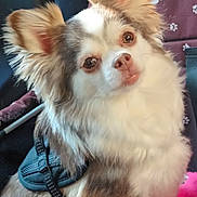 Simba a rejoint le concours — aidez-le/la à gagner de superbes lots ! animal, brown_eyes, brown_fur, car_seat, chihuahua, close_up, cute, dog, fluffy, harness, head_tilt, indoor, large_ears, long_hair, pet, pink_nose, portrait, seated, small_dog, white_fur