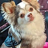 animal, brown_eyes, brown_fur, car_seat, chihuahua, close_up, cute, dog, fluffy, harness, head_tilt, indoor, large_ears, long_hair, pet, pink_nose, portrait, seated, small_dog, white_fur
