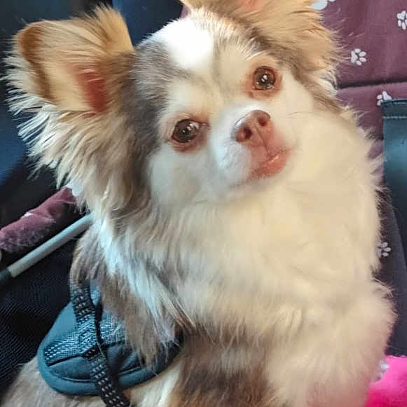 Simba